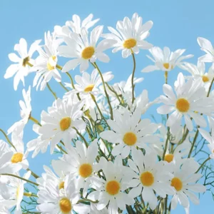 Artificial White Silk Daisies Flowers